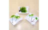 コウヤノマンネングサ・オオカサゴケ・ヒノキゴケの苔テラリウム用3種パック 人工栽培最高品質