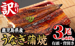 ※サイズは多少個体差があり不揃いになっております。■鹿児島県は養鰻生産量日本一のうなぎ大国！国内で流通する国産養殖うなぎのなんと約4割が鹿児島県産です。養殖うなぎは安心・安全、高品質で、年間を通して安