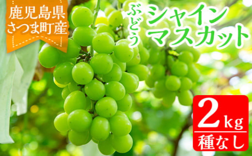 s097 ＜先行予約受付中！2025年8月下旬〜10月上旬頃に発送予定＞鹿児島県さつま町産のぶどう♪シャインマスカット(2kg) 鹿児島 皮ごと食べられる 大粒 果肉 果汁 ジューシー 果物 フルーツ【大蔵果樹園】 297568 - 鹿児島県さつま町