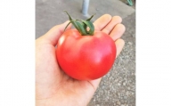 北海道栗山町産 うまみぎっしり大玉トマト ４kg　C100