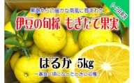 もぎたて果実　はるか　5kg　A019／収穫体験農園ふたつぼり　柑橘　フルーツ　静岡県　東伊豆町