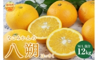 なごみかんの八朔10キロ 果物 フルーツ 柑橘 みかん はっさく 10kg 冬