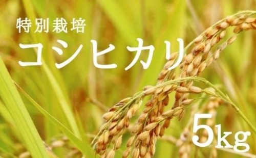 No.1943やまろく商店【令和4年産新米】 特別栽培コシヒカリ 精米5kg