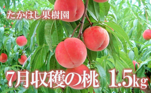 No.1904たかはし果樹園の桃　7月収穫 福島市産 白桃 品種 おまかせ (ちよひめ、日川白鳳、暁星、白鳳、あかつき) 約1.5kg【2025年発送　先行予約】