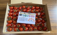 【北海道鶴居村産】工務店が作った つるいトマト 高糖度 8.5以上!まるでフルーツのような甘さ 国産 フルーツトマト