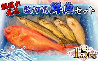 天然 旬の鮮魚セット 1.5kg 鮮魚ボックス 程度 沼津港 朝獲れ直送