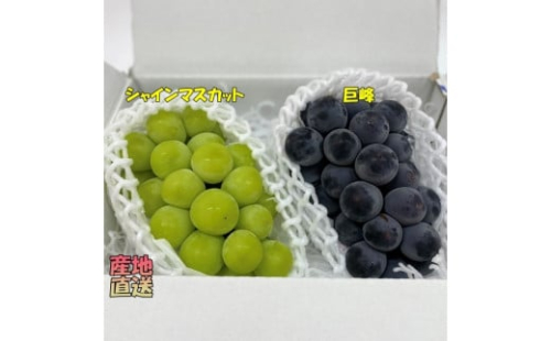 B-821.【厳選】Kファームのぶどう2種盛り合わせ(シャインマスカット・巨峰orピオーネ) 302867 - 山梨県甲州市