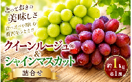 先行受付 クイーンルージュ® & シャインマスカット 詰合せ 約1kg 各1房 [2026年9月上旬〜11月上旬発送予定][新規就農者応援コース 幸作会]|フルーツ ブドウ 果物 ぶどう 葡萄 長野 信州 クール便 冷蔵便 数量限定 詰め合わせ セット 食べ比べ ぶどう詰め合わせ 小布施町[K-37]