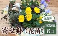 寄せ鉢（花苗）6回定期便＜偶数月＞ 花 花苗 寄せ植え グリーン 鳥取県 倉吉市