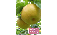 凜夏 約3kg / 広谷梨園 / 梨 なし 果物