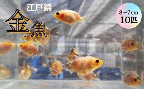 金魚 江戸錦 3cm 7cm 10匹 3058 茨城県鉾田市 Au Pay ふるさと納税