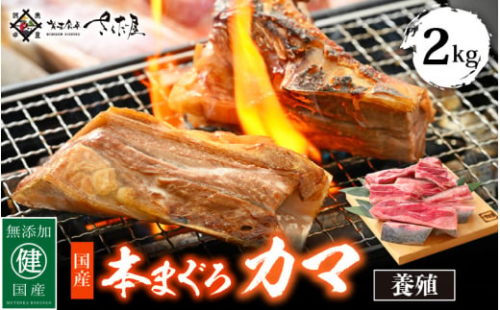 国産 本まぐろ カマ 2kg まぐろの王様！ふっくらジューシー 抜群の脂乗り 定番の塩焼きや煮つけにおすすめ！ 【 鮪 マグロ おつまみ BBQ バーベキュー グルメ お取り寄せ 冷凍 】 [e04-a052]