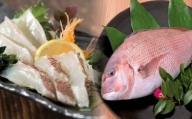 鯛 タイ 刺身 まるごと 1匹分 鮮魚 日本最高峰評価のマダイ ブランド 海援鯛 魚 産地直送 高知県 須崎市