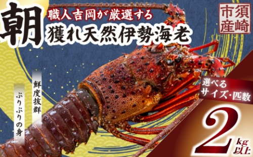 【伊勢海老】 朝どれ天然伊勢海老2kg以上 310924 - 高知県須崎市