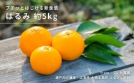 [1〜2月発送] 大崎上島産 プチッとはじける新食感！『はるみ』約5kg