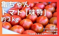 [1〜7月発送] 糖度8度超！亀ちゃんトマト味特 約3kg