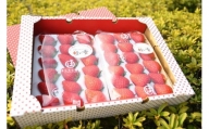 【Ａ-13】★100組限定　予約受付開始★はしもと農園イチゴ　大粒　紅い雫（36個）