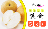 CD017 【吉乃園】松戸の完熟梨「黄金（おうごん）」5kg