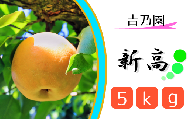 CD015 【吉乃園】松戸の完熟梨「新高」5kg