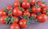 【中富良野町】寺坂農園ミニトマト　ほれまる　3kg