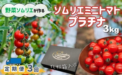 G1”【定期便】ソムリエミニトマト「プラチナ」3kg×3ヶ月