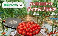 ソムリエミニトマト 食べ比べ3kg ( プラチナ + ダイヤ ) | 野菜 やさい トマト とまと ミニトマト 野菜ソムリエ 食べ比べ セット 熊本県 玉名市