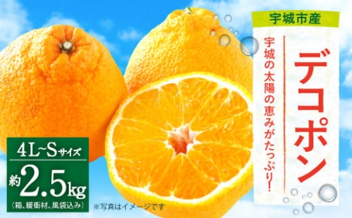 【2023年1月下旬～順次発送予定】熊本県宇城市産 デコポン 4L～Sサイズ 約2.5kg でこぽん 不知火 果物 柑橘