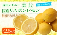 [11月上旬〜順次発送予定]国産リスボンレモン 約2.5kg 吉田レモニー 檸檬 柑橘