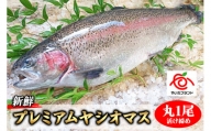 【2609-0143】栃木県のブランド魚「プレミアムヤシオマス」丸1尾 新鮮 活け締め