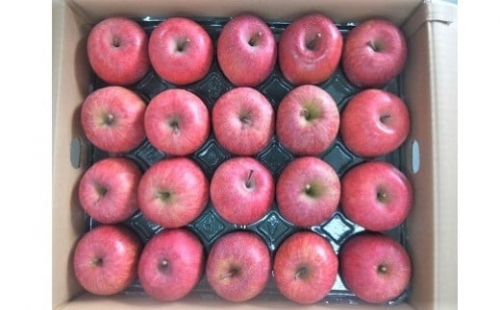 ☆りんご（サンふじ）１０ｋｇ　４０～４６玉　ご家庭用　0056-2226