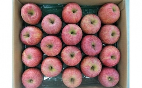 りんご（サンふじ）５ｋｇ　１１～２０玉　ご家庭用　0056-2223