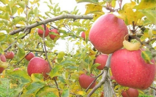 りんご（あいかの香り）５ｋｇ　ご家庭用　0075-2212