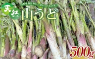 FYN9-151 《先行予約》『山菜ときのこの里西川町』 山里の春の香り 天然ウド 500g うど
