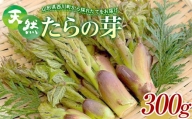 FYN9-149 《先行予約》『山菜ときのこの里西川町』 山里の春の香り 天然たらの芽 300g