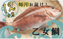高知県では有名なブランド鯛『乙女鯛』。 小島水産の目の前は海！水揚げした鯛をすぐに活き〆・神経抜き・血抜き作業した後、 出荷するので鮮度抜群！！ 適度に身の甘さがのっています。 鮮度にこだわる漁師町で