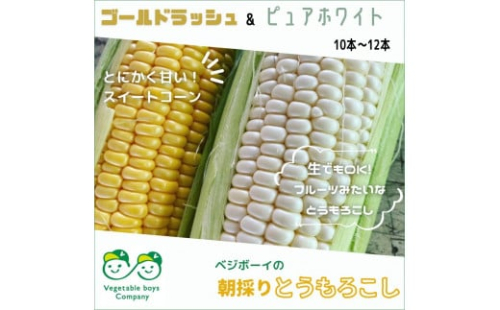 朝採りとうもろこし ゴールドラッシュ ＆ ピュアホワイト 10本～12本 2024年産先行予約 