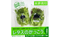 ＜植物工場で育ったレタス＞「レタスのがっこう」1週間分(計7袋)【1111022】