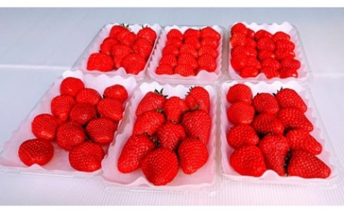 （冷蔵） 御所市産 いちご 紅ほっぺ 約1.4kg ／ 井垣農園 果物 フルーツ 苺 イチゴ 奈良県 御所市
