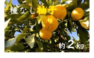 LF0801 三次産 種なし柚子(多田錦)