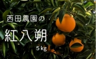 [2月発送] 大崎上島産 西田農園の紅八朔 約5kg（15個程度）