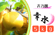 CD014 【吉乃園】松戸の完熟梨「幸水」5kg