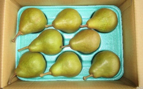 西洋梨（オーロラ）３ｋｇ　0025-2504