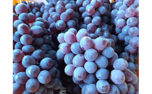 松田農園の種なしぶどう「キングデラ」１.８ｋｇ　0057-2602