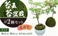 144-690 苔玉 1個 苔盆栽 1個 (もみじ) 合計2個 セット コケ 苔