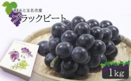 ブラックビート 1kg 《 東ぶどう園 》 | フルーツ 果物 くだもの ぶどう ブドウ 葡萄 熊本県 玉名市