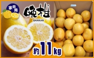 ≪ご家庭用≫ 晩柑 約11kg | フルーツ 果物 くだもの 柑橘 ミカン みかん オレンジ 熊本県 玉名市