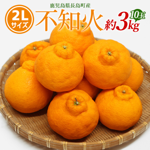 【先行予約】不知火 2Lサイズ 10玉入り約3kg 【山上農園】yamagami-7375 342434 - 鹿児島県長島町