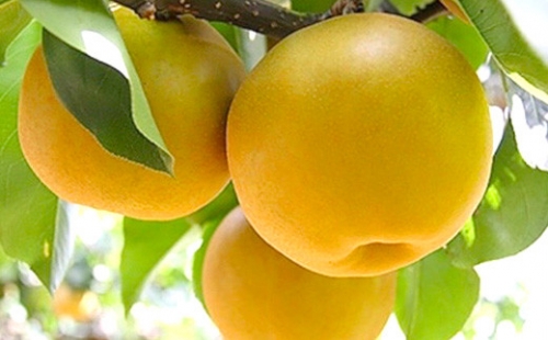 【先行予約】【9月頃発送予定】 新高梨 3玉（2.2kg～2.5kg） 梨 果物 フルーツ 342482 - 熊本県八代市
