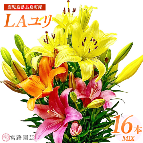 <期間限定>LAユリ ミックスセット(16本)【宮路園芸】miyaji-794 342828 - 鹿児島県長島町