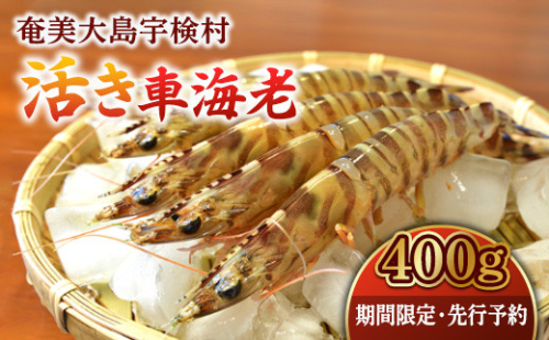 【12/1～出荷開始・先行予約】活き車海老 (400g )車えび 魚介 エビ 海鮮 刺身 人気 くるまえび 奄美大島 宇検村 鹿児島 